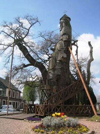 Cây sồi,quercus,nhà thờ cây sồi,nhà thờ độc đáo trên cây sồi nghìn tuổi ở nước Pháp
