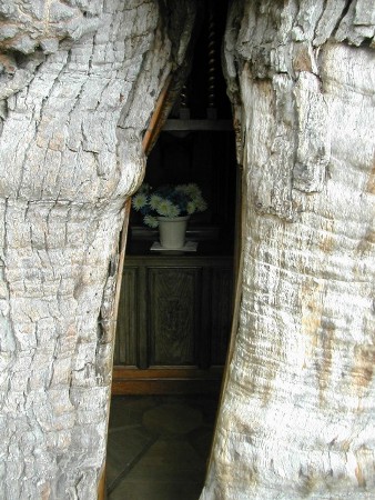 Cây sồi,quercus,nhà thờ cây sồi,nhà thờ độc đáo trên cây sồi nghìn tuổi ở nước Pháp