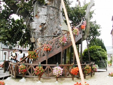 Cây sồi,quercus,nhà thờ cây sồi,nhà thờ độc đáo trên cây sồi nghìn tuổi ở nước Pháp