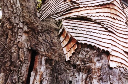 Cây sồi,quercus,nhà thờ cây sồi,nhà thờ độc đáo trên cây sồi nghìn tuổi ở nước Pháp