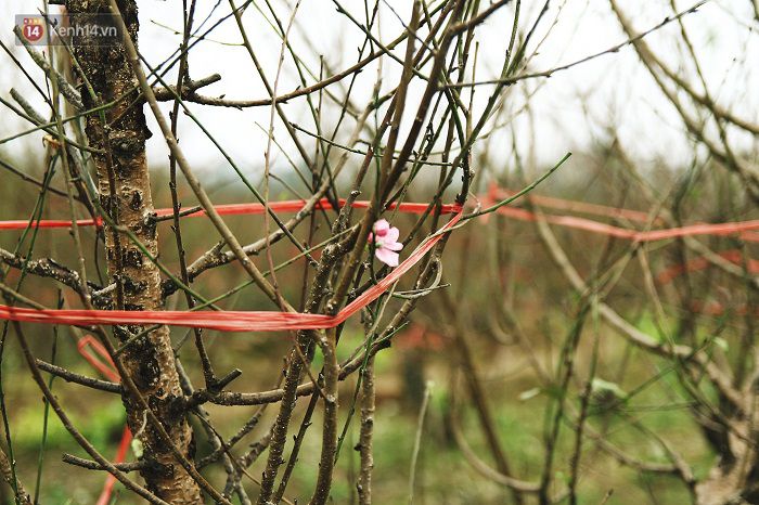 Làng đào Nhật Tân: Hoa đào có kịp nở Tết,Đào Nhật Tân,Làng đào Tết Nhật Tân,Hoa đào ngày Tết