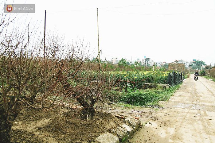 Làng đào Nhật Tân: Hoa đào có kịp nở Tết,Đào Nhật Tân,Làng đào Tết Nhật Tân,Hoa đào ngày Tết,Hoa cúc vàng cũng đang vào mùa, nở rộ cạnh luống đào