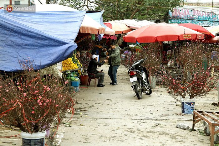 Làng đào Nhật Tân: Hoa đào có kịp nở Tết,Đào Nhật Tân,Làng đào Tết Nhật Tân,Hoa đào ngày Tết,Chợ hoa Quảng An xuất hiện nhiều cành đào được bày bán