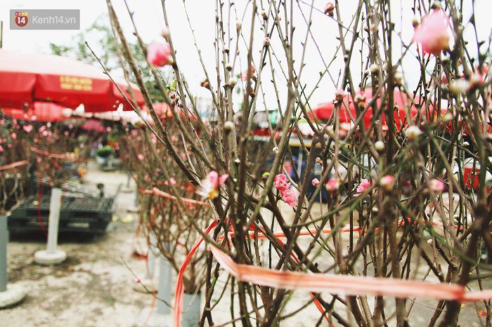 Làng đào Nhật Tân: Hoa đào có kịp nở Tết,Đào Nhật Tân,Làng đào Tết Nhật Tân,Hoa đào ngày Tết