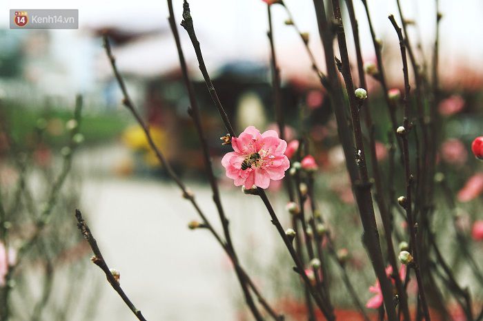 Làng đào Nhật Tân: Hoa đào có kịp nở Tết,Đào Nhật Tân,Làng đào Tết Nhật Tân,Hoa đào ngày Tết