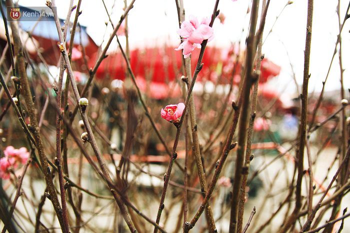 Làng đào Nhật Tân: Hoa đào có kịp nở Tết,Đào Nhật Tân,Làng đào Tết Nhật Tân,Hoa đào ngày Tết