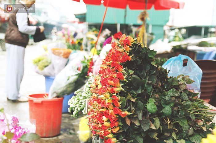 Làng đào Nhật Tân: Hoa đào có kịp nở Tết,Đào Nhật Tân,Làng đào Tết Nhật Tân,Hoa đào ngày Tết