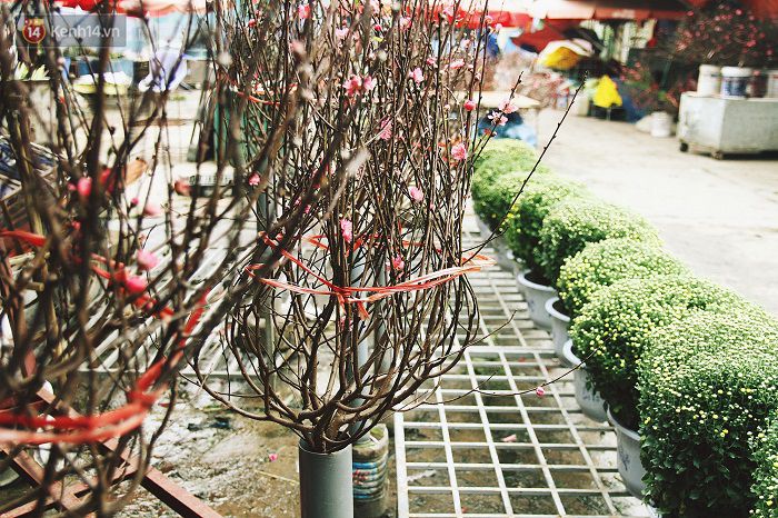 Làng đào Nhật Tân: Hoa đào có kịp nở Tết,Đào Nhật Tân,Làng đào Tết Nhật Tân,Hoa đào ngày Tết