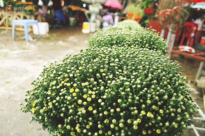 Làng đào Nhật Tân: Hoa đào có kịp nở Tết,Đào Nhật Tân,Làng đào Tết Nhật Tân,Hoa đào ngày Tết