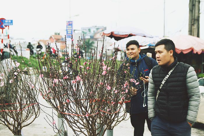 Làng đào Nhật Tân: Hoa đào có kịp nở Tết,Đào Nhật Tân,Làng đào Tết Nhật Tân,Hoa đào ngày Tết