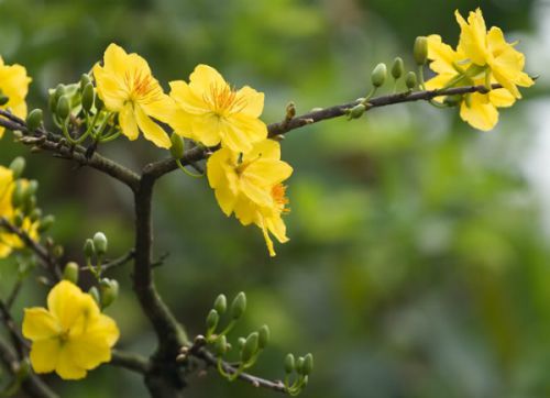 Hoa Mai ngày Tết
