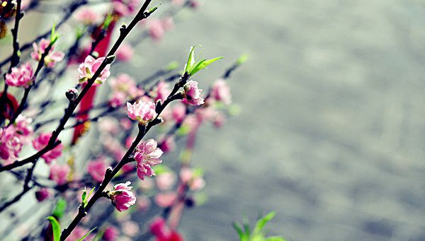 Hoa đào ngày Tết,Hoa đào