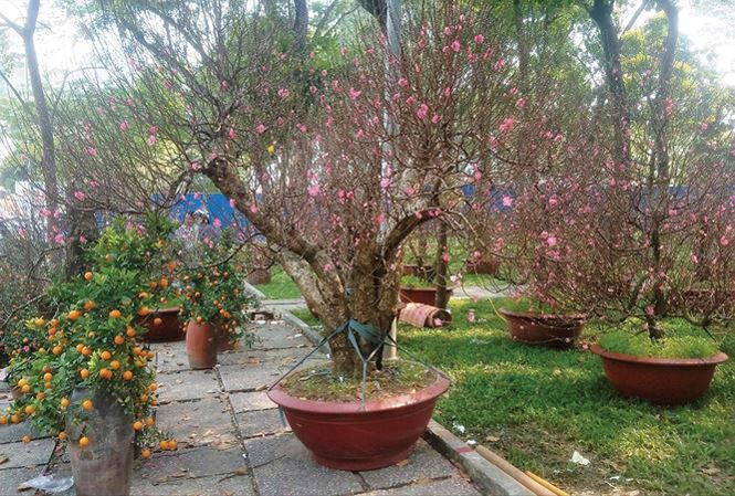 Những cây đào Nhật Tân từ Hà Nội vào TPHCM có giá hàng chục triệu.