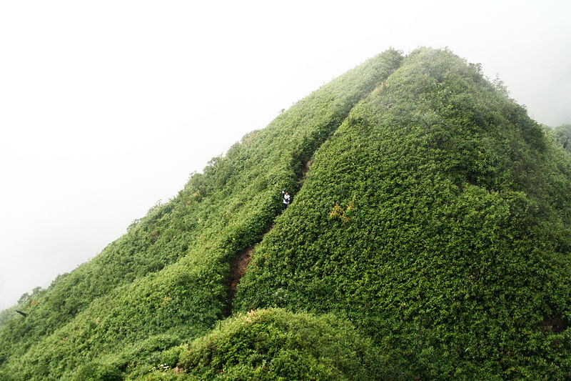 Tuyến độc đạo lên đỉnh Phan Xi Păng (độ cao 3.000m),Phan Xi Păng,Phan Xi Păng ở đâu,Phan Xi Păng cao bao nhiêu,ngọn núi cao nhất Việt Nam,nóc nhà Đông Dương,phanxipang cao bao nhiêu,phanxipang ở đâu,phanxipang,Fansipan,Phan Si Phăng,Phan Si Phăng ở đâu,Phan Si Phăng cao bao nhiêu,Fansipan ở đâu,Fansipan cao bao nhiêu