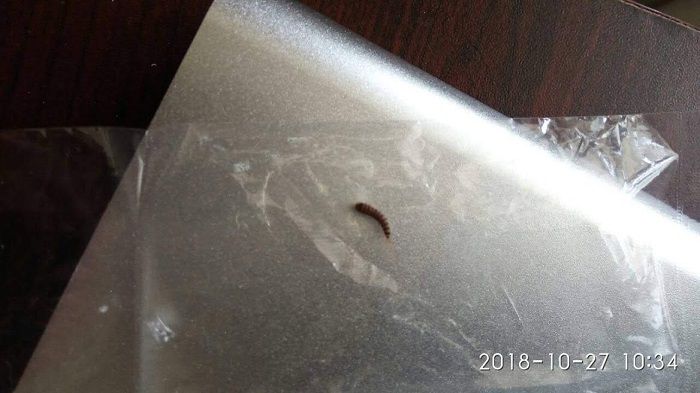 Cho em hỏi con này là con gì,Nó có nguy hiểm không ạ