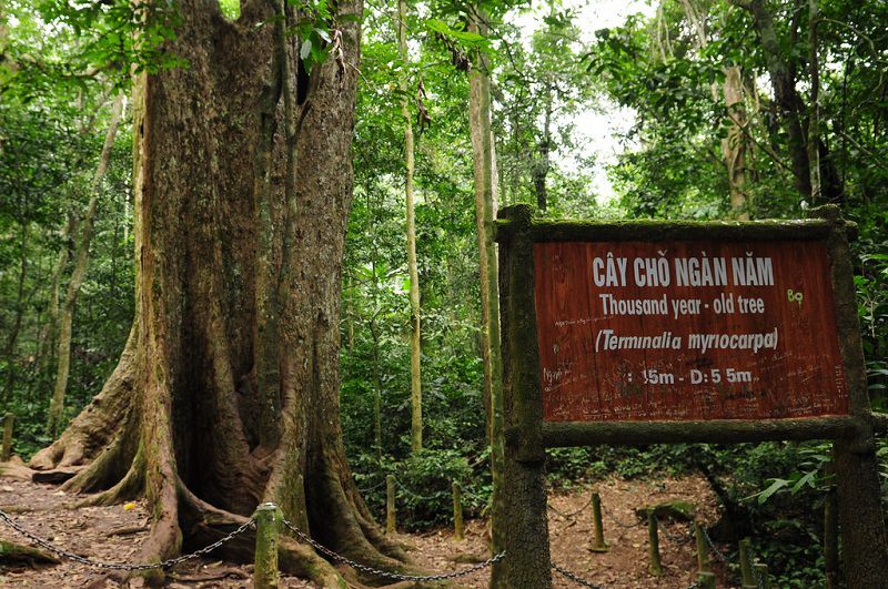 Cây chò ngàn năm rừng Cúc Phương