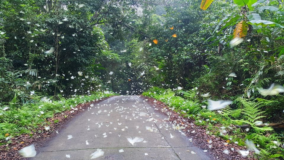 Rừng Cúc Phương