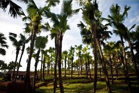 Đồi cọ xã Hương Nha