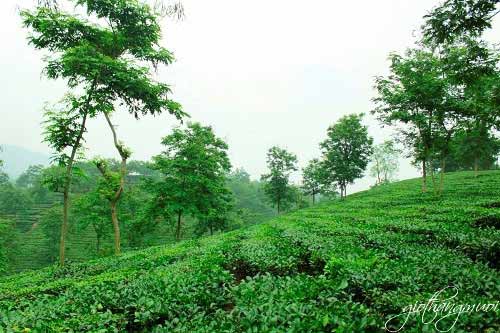 Vẻ đẹp đồi chè Thanh Sơn