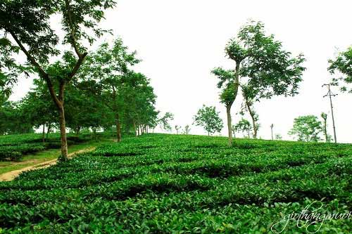 Vẻ đẹp đồi chè Thanh Sơn