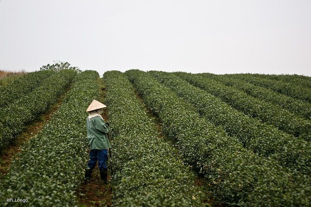 Nương chè Mộc Châu