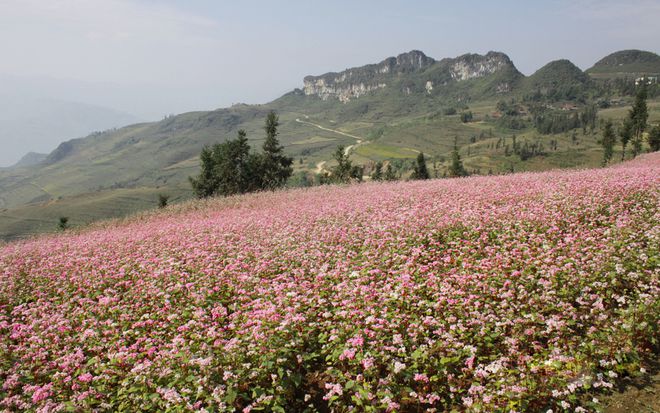 Vẻ đẹp cánh đồng hoa Tam giác mạch Hà Giang,Tam giác mạch Hà Giang,cánh đồng hoa Tam giác mạch Hà Giang,tam giác mạch,Hà Giang