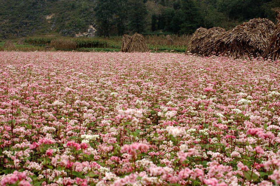 Vẻ đẹp cánh đồng hoa Tam giác mạch Hà Giang,Tam giác mạch Hà Giang,cánh đồng hoa Tam giác mạch Hà Giang,tam giác mạch,Hà Giang
