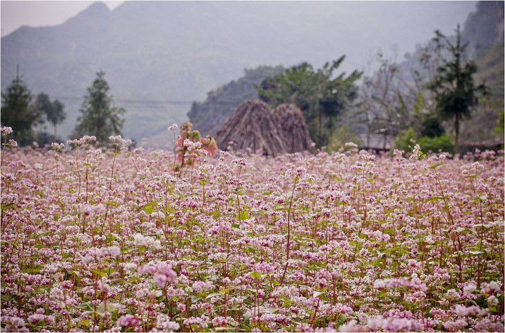 Vẻ đẹp cánh đồng hoa Tam giác mạch Hà Giang,Tam giác mạch Hà Giang,cánh đồng hoa Tam giác mạch Hà Giang,tam giác mạch,Hà Giang