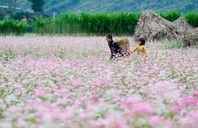 Vẻ đẹp cánh đồng hoa Tam giác mạch Hà Giang,Tam giác mạch Hà Giang,cánh đồng hoa Tam giác mạch Hà Giang,tam giác mạch,Hà Giang