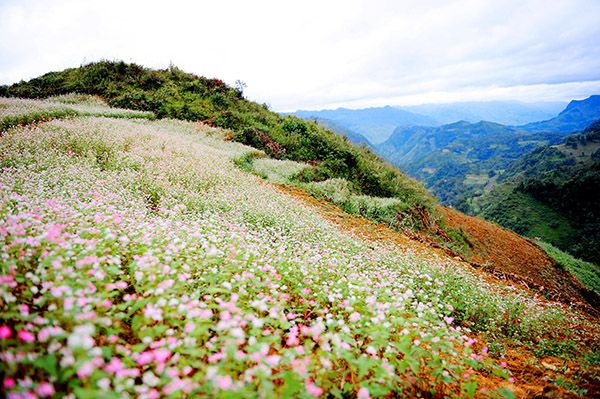 Vẻ đẹp cánh đồng hoa Tam giác mạch Hà Giang,Tam giác mạch Hà Giang,cánh đồng hoa Tam giác mạch Hà Giang,tam giác mạch,Hà Giang