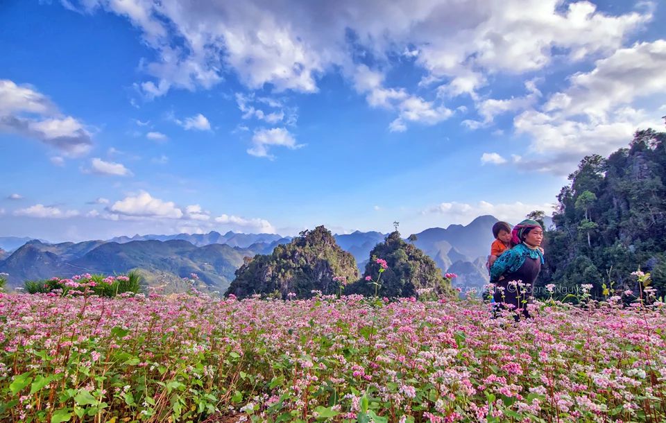 Vẻ đẹp cánh đồng hoa Tam giác mạch Hà Giang,Tam giác mạch Hà Giang,cánh đồng hoa Tam giác mạch Hà Giang,tam giác mạch,Hà Giang