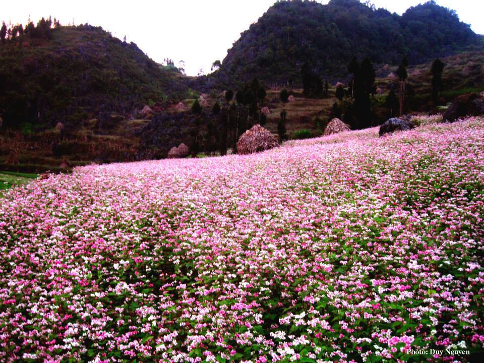 Vẻ đẹp cánh đồng hoa Tam giác mạch Hà Giang,Tam giác mạch Hà Giang,cánh đồng hoa Tam giác mạch Hà Giang,tam giác mạch,Hà Giang