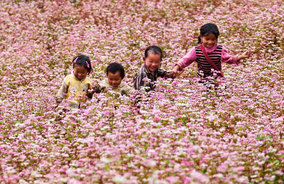 Vẻ đẹp cánh đồng hoa Tam giác mạch Hà Giang,Tam giác mạch Hà Giang,cánh đồng hoa Tam giác mạch Hà Giang,tam giác mạch,Hà Giang