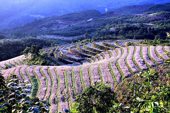 Vẻ đẹp cánh đồng hoa Tam giác mạch Hà Giang,Tam giác mạch Hà Giang,cánh đồng hoa Tam giác mạch Hà Giang,tam giác mạch,Hà Giang