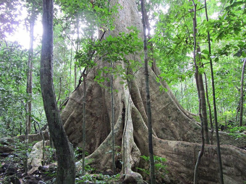 Vườn quốc gia Cát Tiên,Nam Cát Tiên