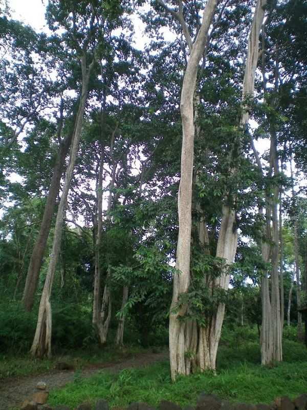 Vườn quốc gia Cát Tiên,Nam Cát Tiên