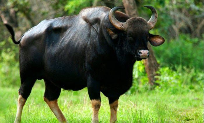 Vườn quốc gia Cát Tiên,Nam Cát Tiên