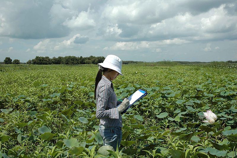 Vườn quốc gia Tràm Chim (Tam Nông - Đồng Tháp),Vườn quốc gia Tràm Chim - Đồng Tháp,Vườn quốc gia Tràm Chim