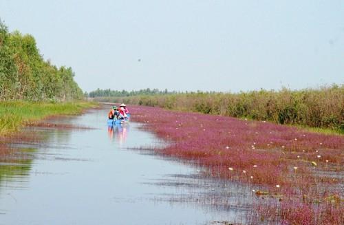 Vườn quốc gia Tràm Chim (Tam Nông - Đồng Tháp),Vườn quốc gia Tràm Chim - Đồng Tháp,Vườn quốc gia Tràm Chim