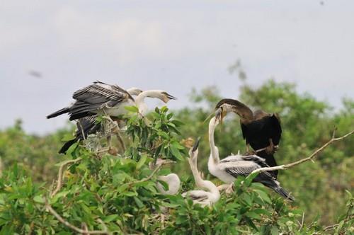 Vườn quốc gia Tràm Chim (Tam Nông - Đồng Tháp),Vườn quốc gia Tràm Chim - Đồng Tháp,Vườn quốc gia Tràm Chim