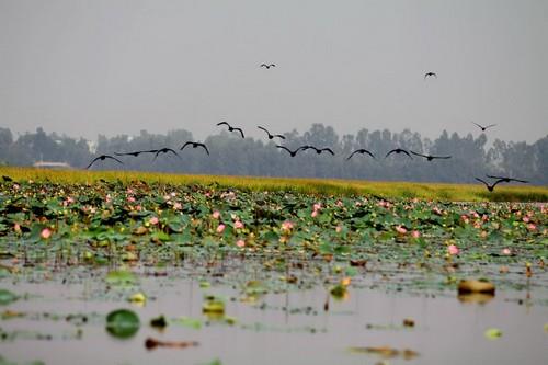 Vườn quốc gia Tràm Chim (Tam Nông - Đồng Tháp),Vườn quốc gia Tràm Chim - Đồng Tháp,Vườn quốc gia Tràm Chim