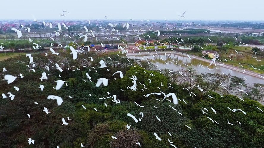 Đảo cò giữa lòng thành phố Hưng Yên,Đảo cò Hưng Yên,đảo cò