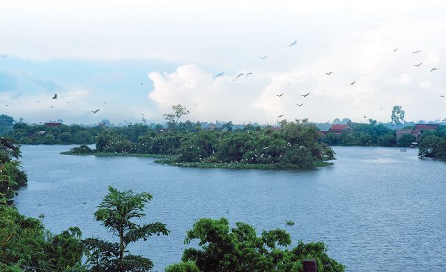 Đảo cò giữa lòng thành phố Hưng Yên,Đảo cò Hưng Yên,đảo cò