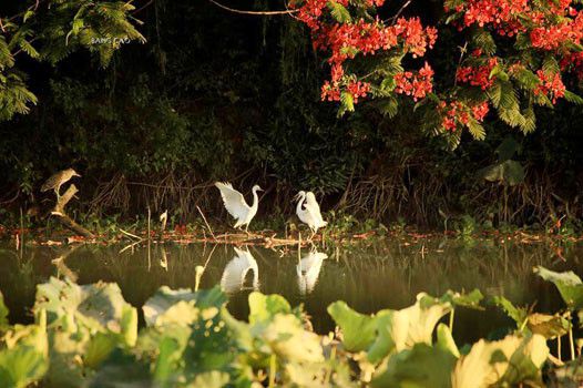 Đảo cò giữa lòng thành phố Hưng Yên,Đảo cò Hưng Yên,đảo cò