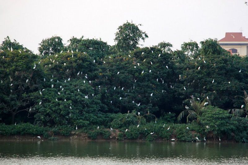 Đảo cò giữa lòng thành phố Hưng Yên,Đảo cò Hưng Yên,đảo cò