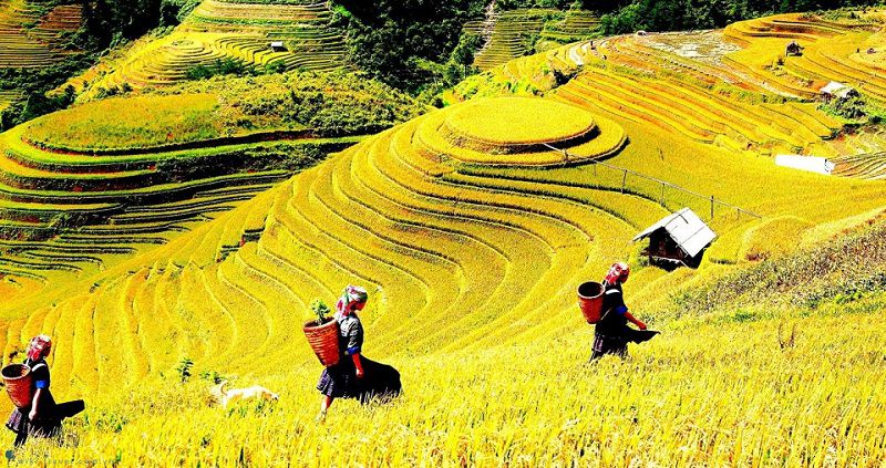 Ruộng bậc thang