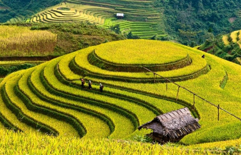 Ruộng bậc thang