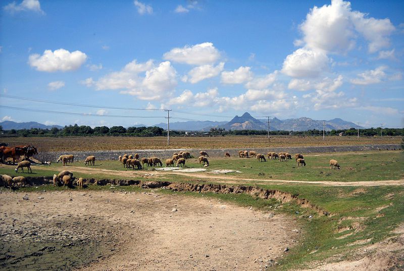 Chăn nuôi cừu ở Ninh Thuận