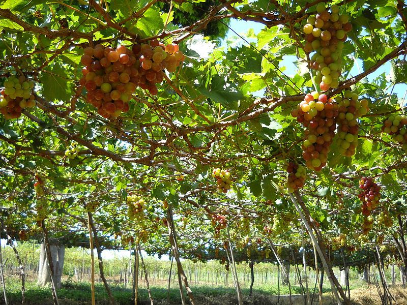 Vườn nho tại Ninh Phước,Nho Ninh Thuận