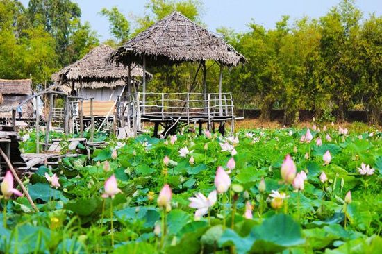 Khám phá cảnh sắc miệt vườn Đồng Sen Gò Tháp (Tháp Mười - Đồng Tháp),Đồng Sen Gò Tháp,Đồng Sen Gò Tháp - Tháp Mười - Đồng Tháp